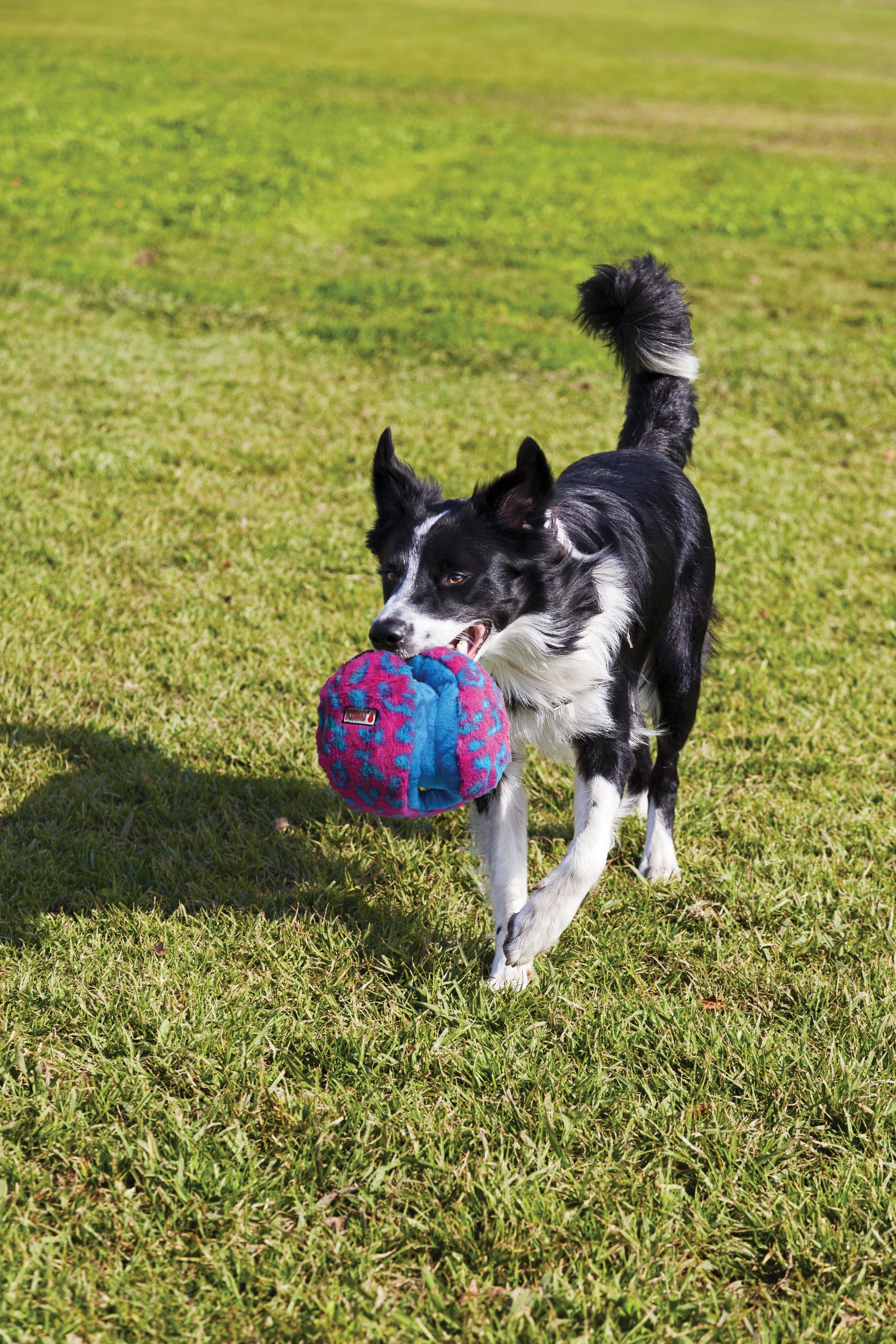 KONG Funzler Dog Toy Green/Blue