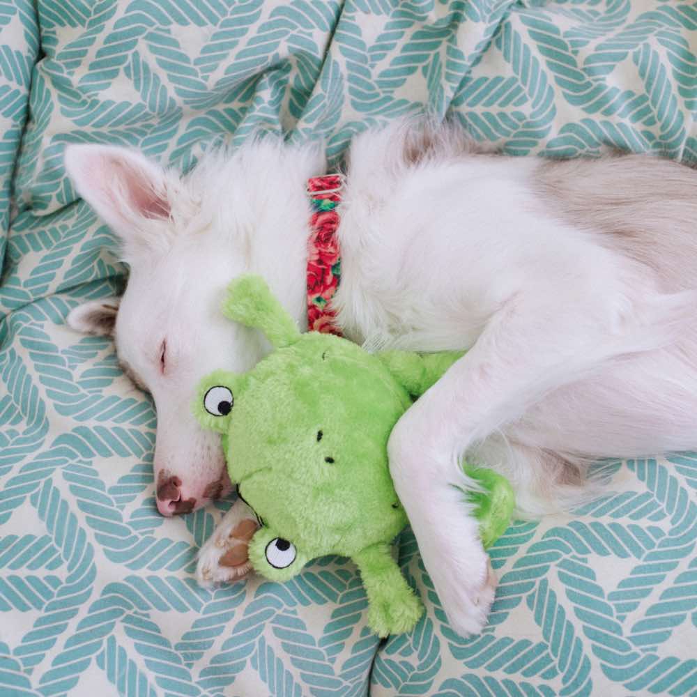 ZippyPaws Brainey Frog Dog Toy