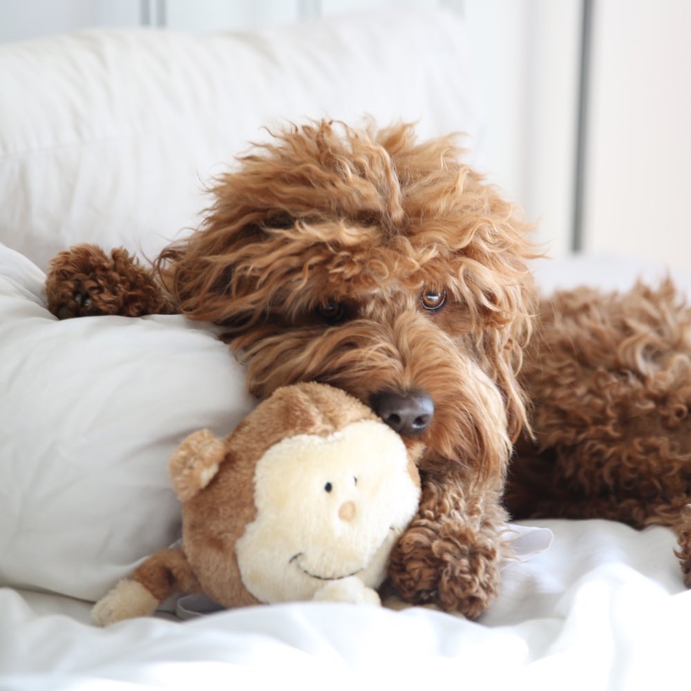 ZippyPaws Brainey Monkey Dog Toy