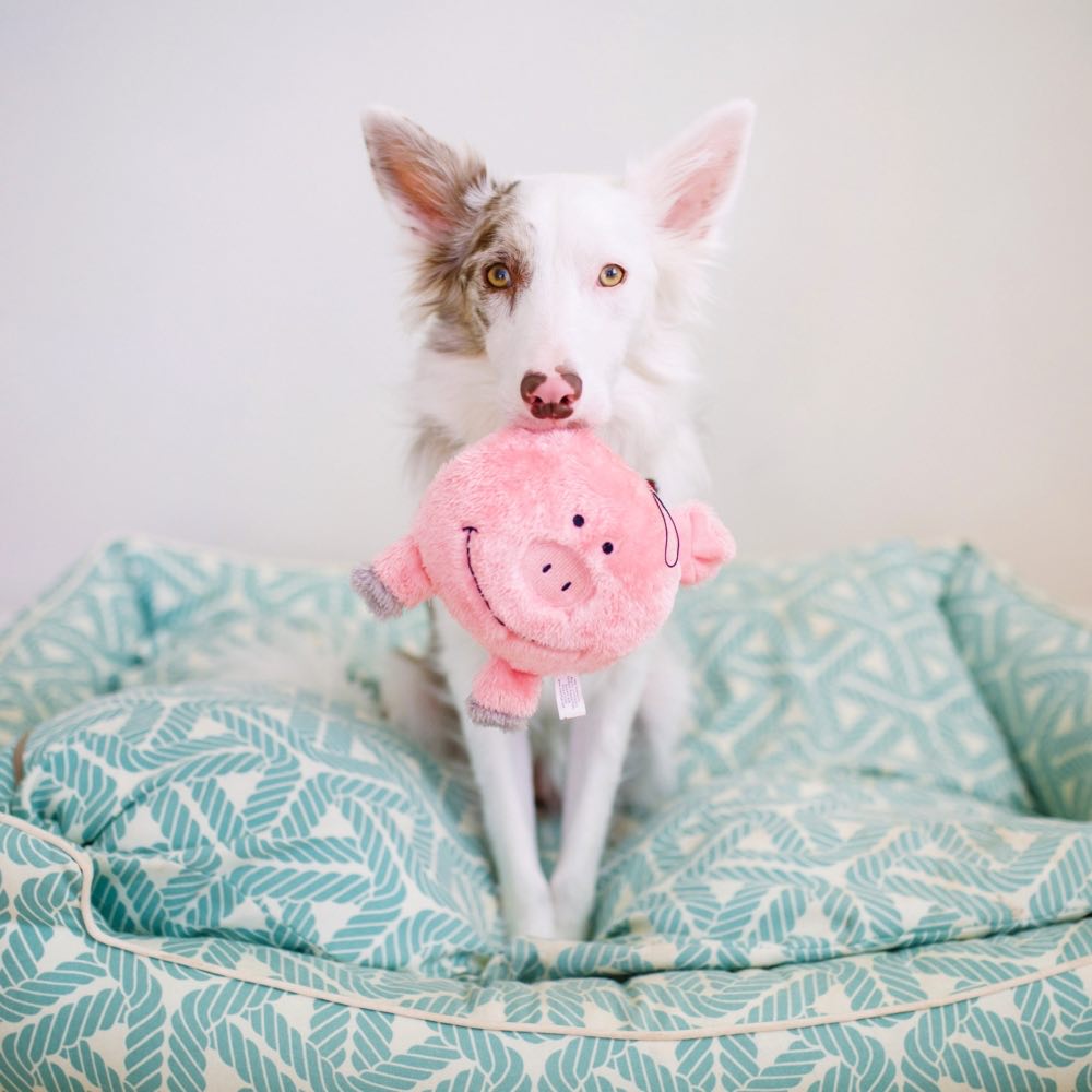 ZippyPaws Brainey Pig Dog Toy